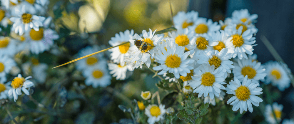 豊かな自然環境にあるリンゴ園の足元に咲く花々と、そこに集まるミツバチ