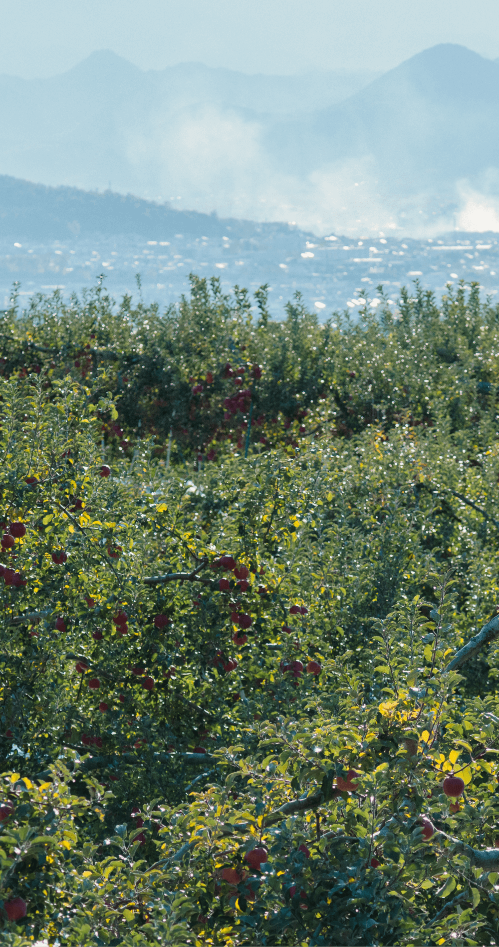遠くに霞む山々と上田の街並みを背景に、真っ赤な実が実ったリンゴの木々が広がる果樹園の風景