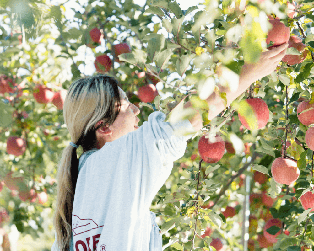 陽光が差し込む果樹園で、一つひとつ丁寧にリンゴを収穫する様子
