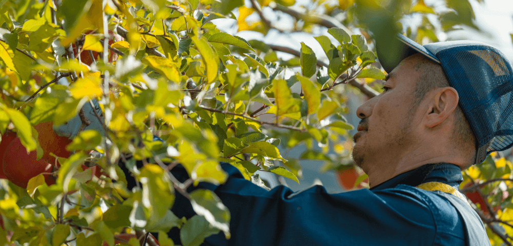 リンゴ園で作業をする農園スタッフ
